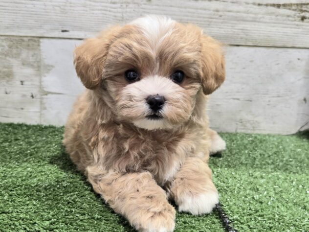徳島県のハーフ犬・ミックス犬 (アミーゴ徳島沖浜店/2026年7月31日生まれ/女の子/アプリコット)の子犬の2枚目の画像