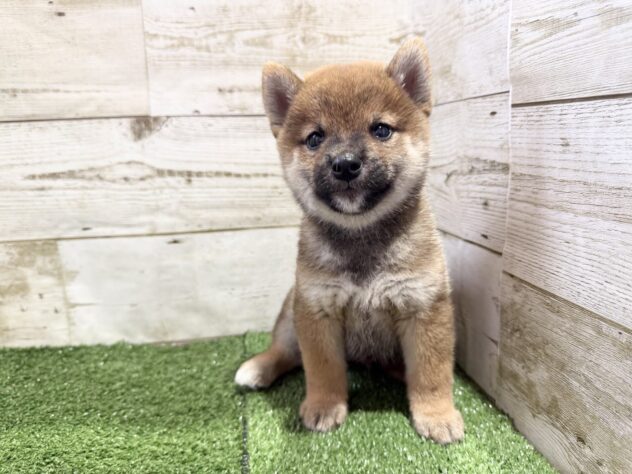 徳島県の柴犬(標準サイズ) (アミーゴ徳島沖浜店/2026年8月10日生まれ/男の子/赤)の子犬の4枚目の画像