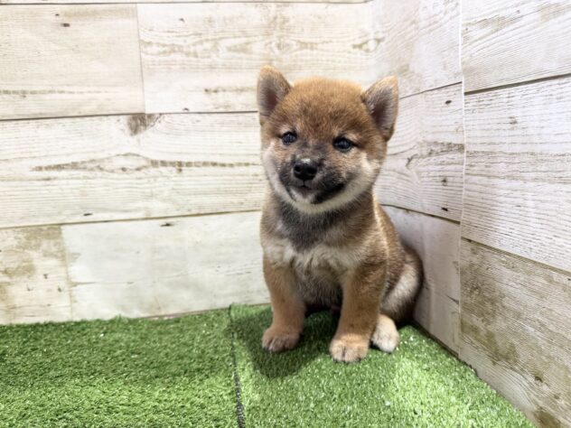 徳島県の柴犬(標準サイズ) (アミーゴ徳島沖浜店/2026年8月10日生まれ/男の子/赤)の子犬の3枚目の画像