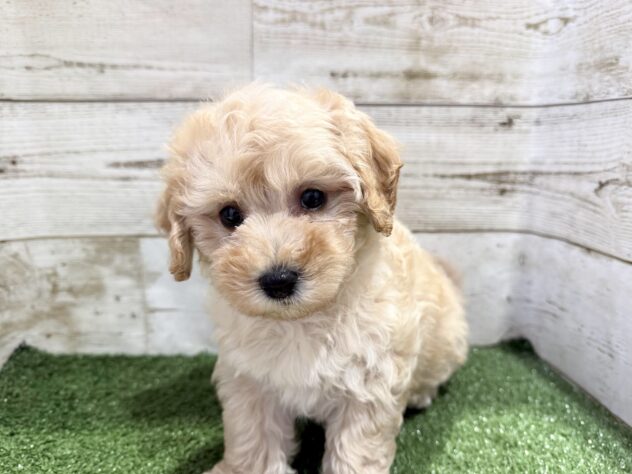 徳島県のハーフ犬・ミックス犬 (アミーゴ徳島沖浜店/2026年8月10日生まれ/男の子/クリーム)の子犬の3枚目の画像