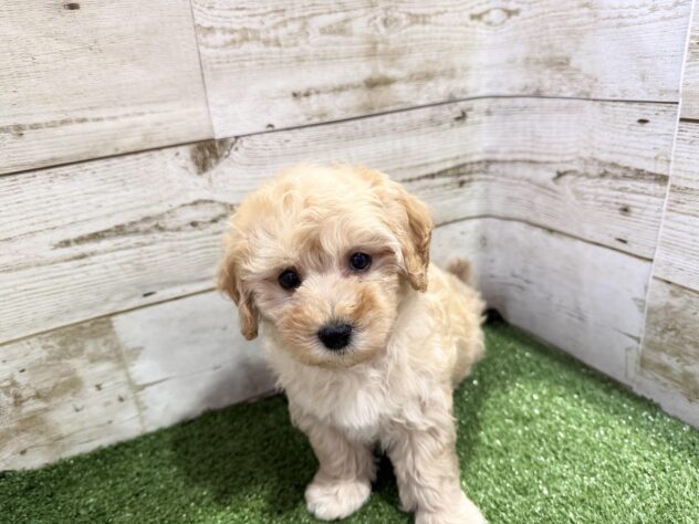 徳島県のハーフ犬・ミックス犬 (アミーゴ徳島沖浜店/2026年8月10日生まれ/男の子/クリーム)の子犬の4枚目の画像