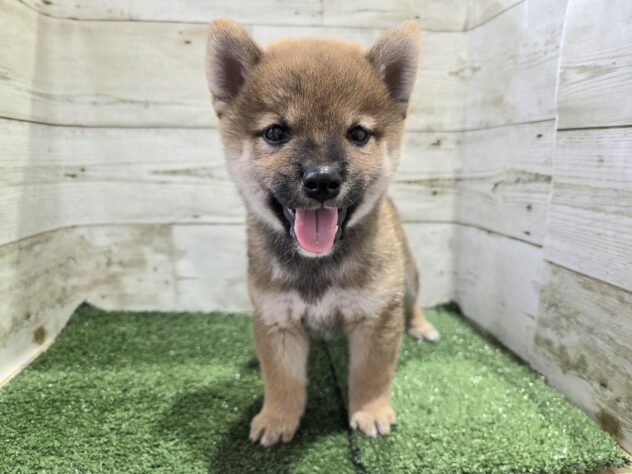 徳島県の柴犬(標準サイズ) (アミーゴ徳島沖浜店/2026年8月10日生まれ/男の子/赤)の子犬の2枚目の画像