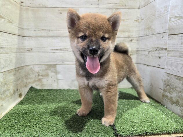 徳島県の柴犬(標準サイズ) (アミーゴ徳島沖浜店/2026年8月10日生まれ/男の子/赤)の子犬の1枚目の画像