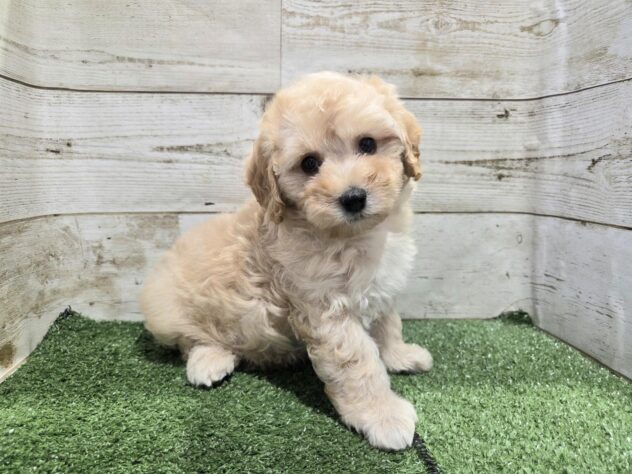 徳島県のハーフ犬・ミックス犬 (アミーゴ徳島沖浜店/2026年8月10日生まれ/男の子/クリーム)の子犬の2枚目の画像