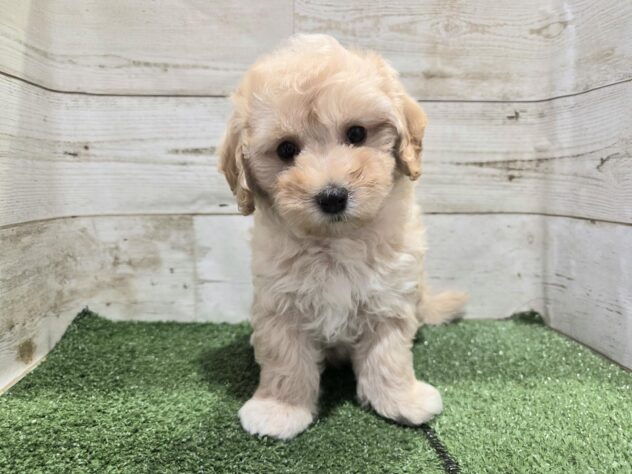 徳島県のハーフ犬・ミックス犬 (アミーゴ徳島沖浜店/2026年8月10日生まれ/男の子/クリーム)の子犬の1枚目の画像