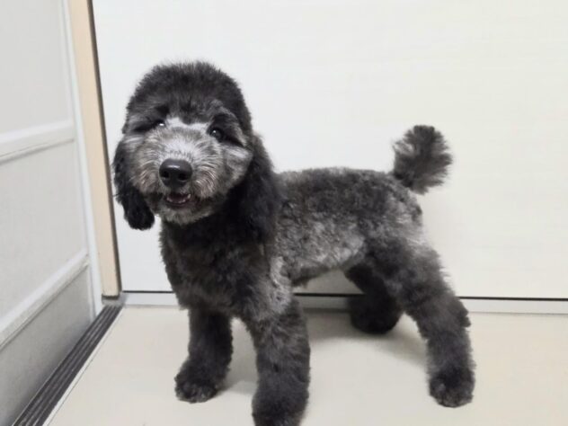 徳島県のトイプードル(トイ) (アミーゴ徳島沖浜店/2026年7月5日生まれ/男の子/シルバー)の子犬の1枚目の画像