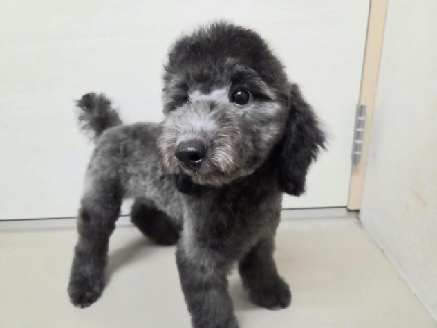 徳島県のトイプードル(トイ) (アミーゴ徳島沖浜店/2026年7月5日生まれ/男の子/シルバー)の子犬の3枚目の画像