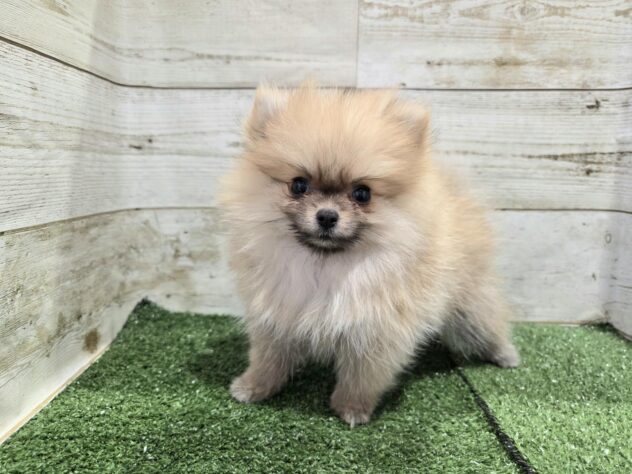 徳島県のポメラニアン (アミーゴ徳島沖浜店/2026年8月22日生まれ/女の子/オレンジ)の子犬の1枚目の画像