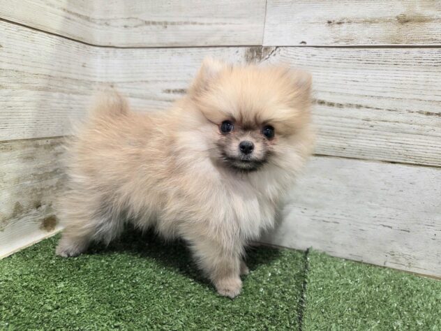 徳島県のポメラニアン (アミーゴ徳島沖浜店/2026年8月22日生まれ/女の子/オレンジ)の子犬の3枚目の画像