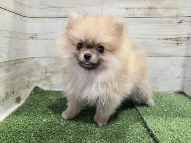 徳島県のポメラニアン (アミーゴ徳島沖浜店/2026年8月22日生まれ/女の子/オレンジ)の子犬の2枚目の画像