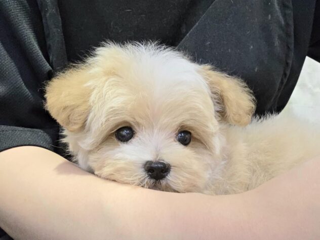 徳島県のハーフ犬・ミックス犬 (アミーゴ徳島沖浜店/2026年8月15日生まれ/女の子/クリーム)の子犬の4枚目の画像