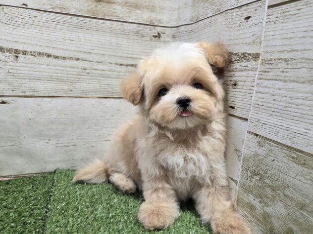 徳島県のハーフ犬・ミックス犬 (アミーゴ徳島沖浜店/2026年8月15日生まれ/女の子/クリーム)の子犬の3枚目の画像