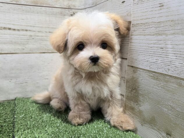 徳島県のハーフ犬・ミックス犬 (アミーゴ徳島沖浜店/2026年8月15日生まれ/女の子/クリーム)の子犬の1枚目の画像