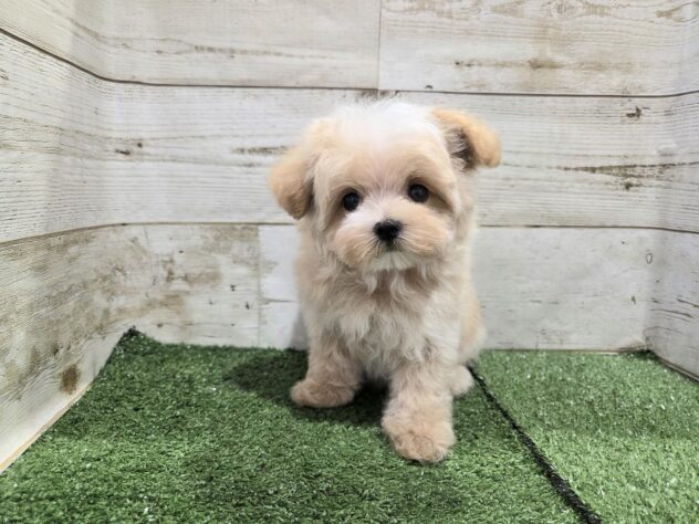 徳島県のハーフ犬・ミックス犬 (アミーゴ徳島沖浜店/2026年8月15日生まれ/女の子/クリーム)の子犬の2枚目の画像