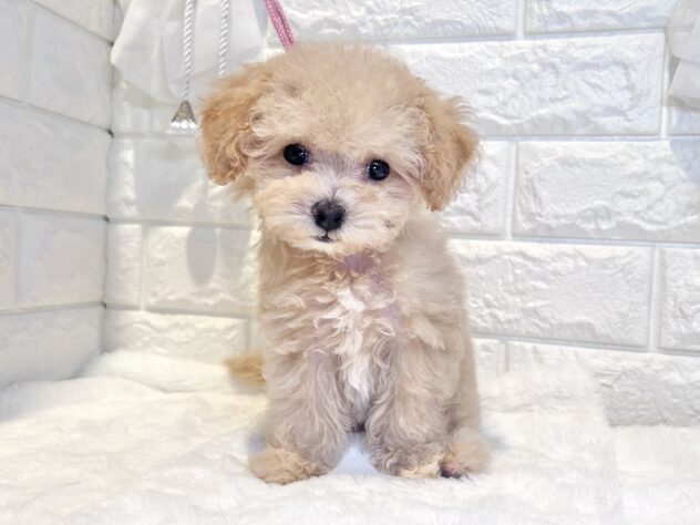 香川県のハーフ犬・ミックス犬 (ワンキャラット アミーゴ丸亀店/2026年8月12日生まれ/男の子/クリーム)の子犬の3枚目の画像