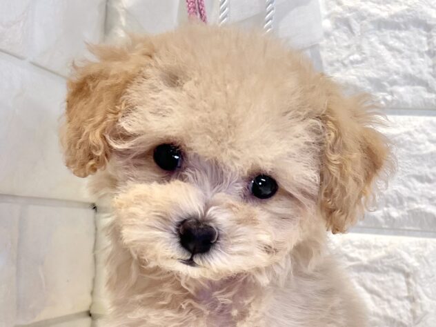 香川県のハーフ犬・ミックス犬 (ワンキャラット アミーゴ丸亀店/2026年8月12日生まれ/男の子/クリーム)の子犬の1枚目の画像