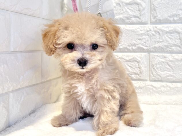 香川県のハーフ犬・ミックス犬 (ワンキャラット アミーゴ丸亀店/2026年8月12日生まれ/男の子/クリーム)の子犬の2枚目の画像