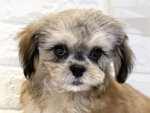 香川県のハーフ犬・ミックス犬 (ワンキャラット アミーゴ丸亀店/2026年7月11日生まれ/男の子/フォーン)の子犬の1枚目の画像