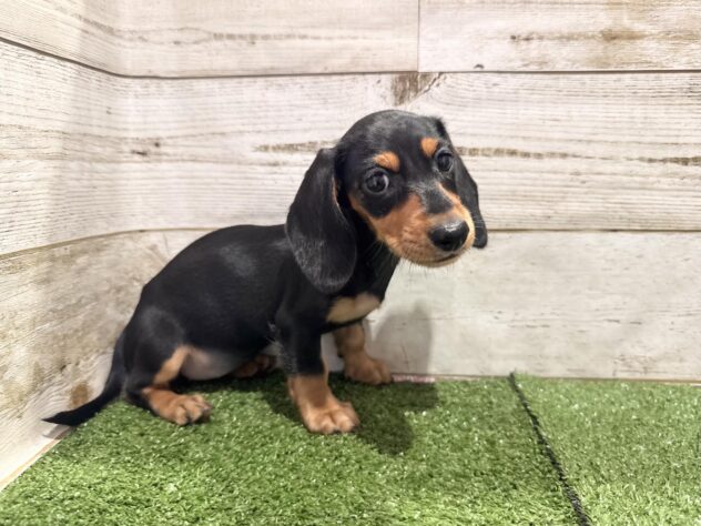 徳島県のミニチュアダックスフンド(ロング) (アミーゴ徳島沖浜店/2026年9月3日生まれ/女の子/ブラックタン)の子犬の2枚目の画像