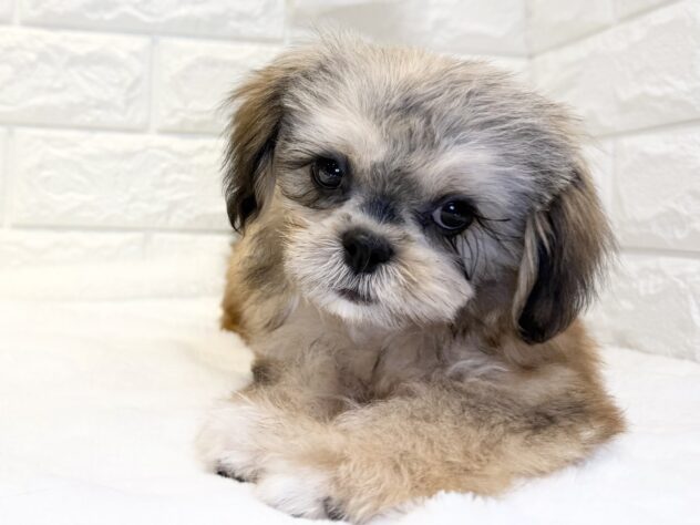 香川県のハーフ犬・ミックス犬 (ワンキャラット アミーゴ丸亀店/2026年7月11日生まれ/男の子/フォーン)の子犬の2枚目の画像