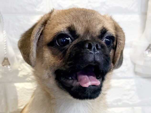 香川県のハーフ犬・ミックス犬 (ワンキャラット アミーゴ丸亀店/2026年5月30日生まれ/男の子/フォーン)の子犬の1枚目の画像