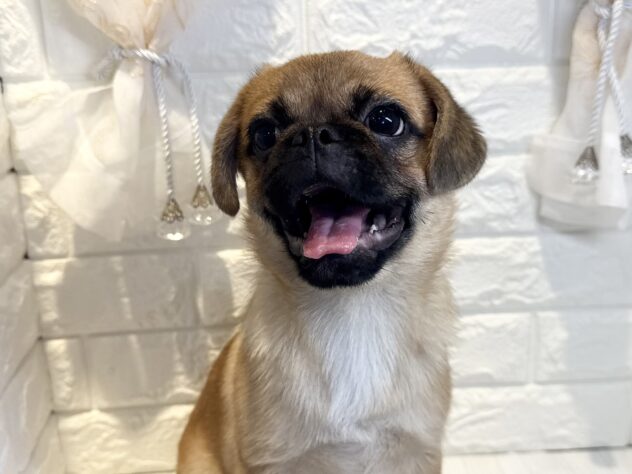 香川県のハーフ犬・ミックス犬 (ワンキャラット アミーゴ丸亀店/2026年5月30日生まれ/男の子/フォーン)の子犬の2枚目の画像