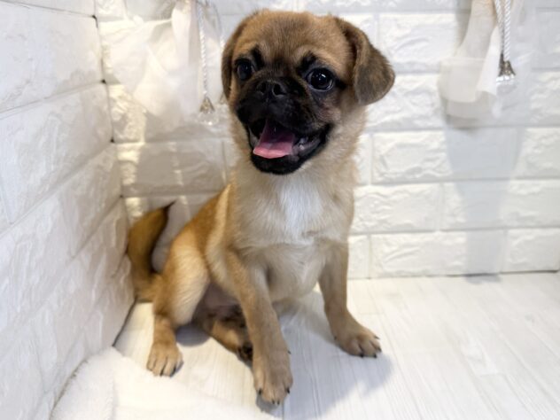 香川県のハーフ犬・ミックス犬 (ワンキャラット アミーゴ丸亀店/2026年5月30日生まれ/男の子/フォーン)の子犬の3枚目の画像