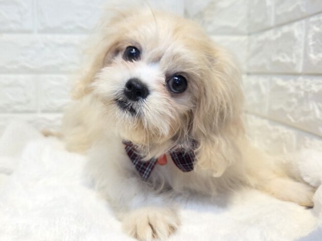 2026年5月30日生まれのハーフ犬・ミックス犬