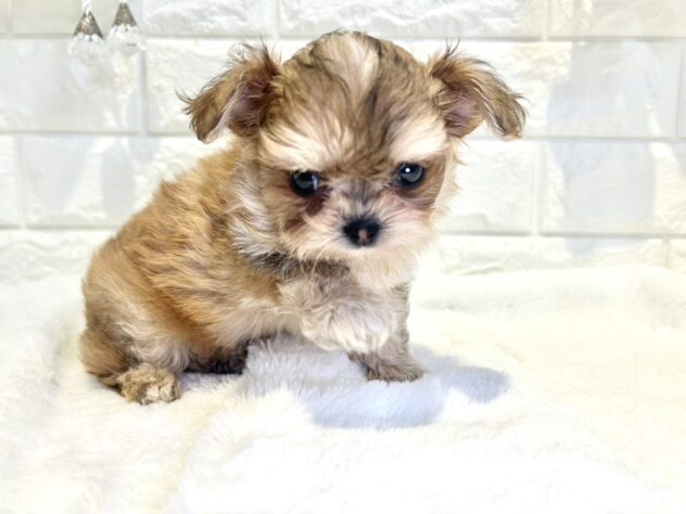 香川県のハーフ犬・ミックス犬 (ワンキャラット アミーゴ丸亀店/2026年8月29日生まれ/男の子/レッド)の子犬の2枚目の画像