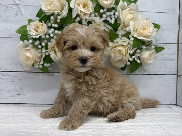 宮城県のハーフ犬・ミックス犬 (アミーゴ仙台富沢店/2026年8月28日生まれ/男の子/アプリコット)の子犬