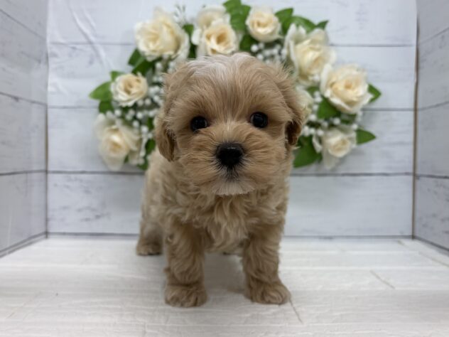 宮城県のハーフ犬・ミックス犬 (アミーゴ仙台富沢店/2026年8月28日生まれ/男の子/アプリコット)の子犬