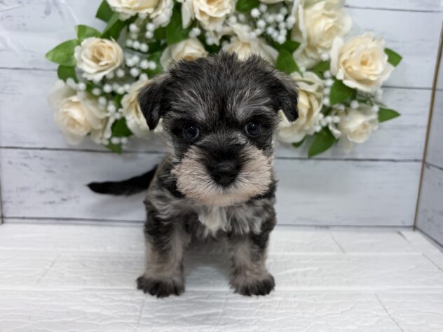 宮城県のハーフ犬・ミックス犬 (アミーゴ仙台富沢店/2026年8月29日生まれ/男の子/ソルトペッパー)の子犬