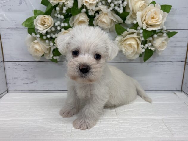 宮城県のハーフ犬・ミックス犬 (アミーゴ仙台富沢店/2026年8月29日生まれ/男の子/ホワイト)の子犬