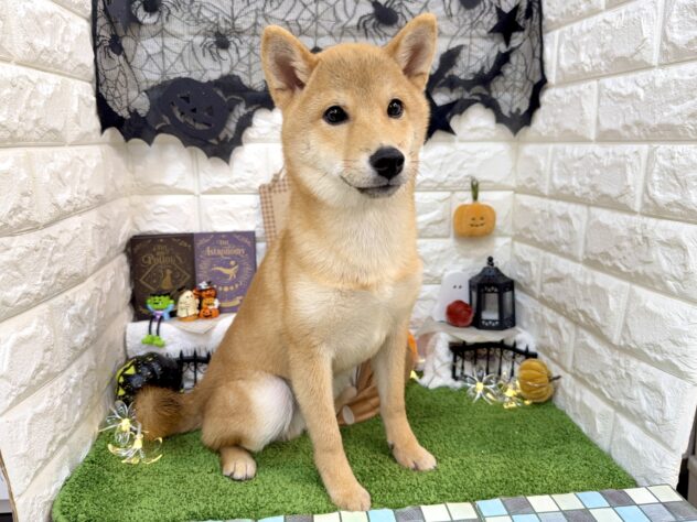 兵庫県の豆柴 (ワンキャラット アミーゴ姫路花田店/2026年5月31日生まれ/男の子/赤)の子犬の2枚目の画像