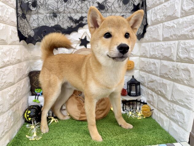 兵庫県の豆柴 (ワンキャラット アミーゴ姫路花田店/2026年5月31日生まれ/男の子/赤)の子犬の3枚目の画像