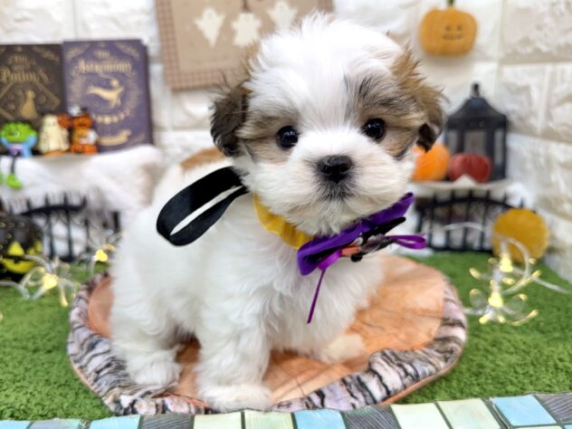 兵庫県のハーフ犬・ミックス犬 (ワンキャラット アミーゴ姫路花田店/2026年8月29日生まれ/女の子/ホワイトゴールド)の子犬の4枚目の画像