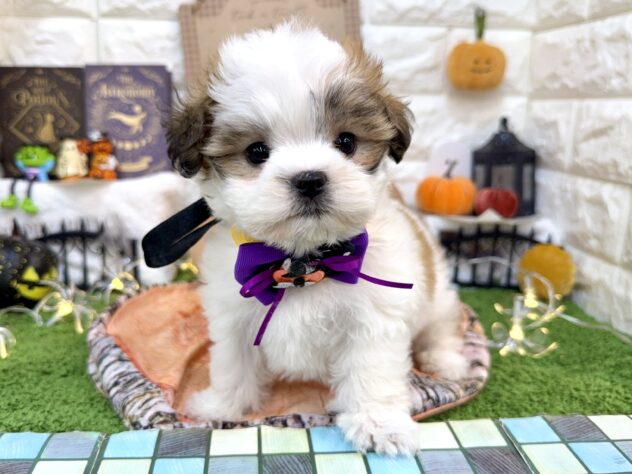 兵庫県のハーフ犬・ミックス犬 (ワンキャラット アミーゴ姫路花田店/2026年8月29日生まれ/女の子/ホワイトゴールド)の子犬の2枚目の画像