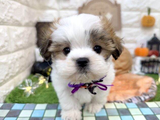 兵庫県のハーフ犬・ミックス犬 (ワンキャラット アミーゴ姫路花田店/2026年8月29日生まれ/女の子/ホワイトゴールド)の子犬の1枚目の画像