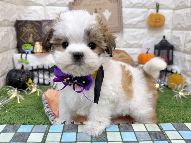 兵庫県のハーフ犬・ミックス犬 (ワンキャラット アミーゴ姫路花田店/2026年8月29日生まれ/女の子/ホワイトゴールド)の子犬の3枚目の画像