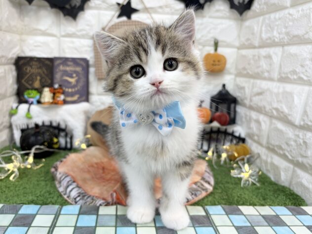 兵庫県のスコティッシュストレート (ワンキャラット アミーゴ姫路花田店/2026年8月31日生まれ/男の子/ブラウンマッカレルタビーホワイト)の子猫の2枚目の画像