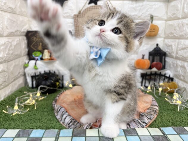 兵庫県のスコティッシュストレート (ワンキャラット アミーゴ姫路花田店/2026年8月31日生まれ/男の子/ブラウンマッカレルタビーホワイト)の子猫の4枚目の画像