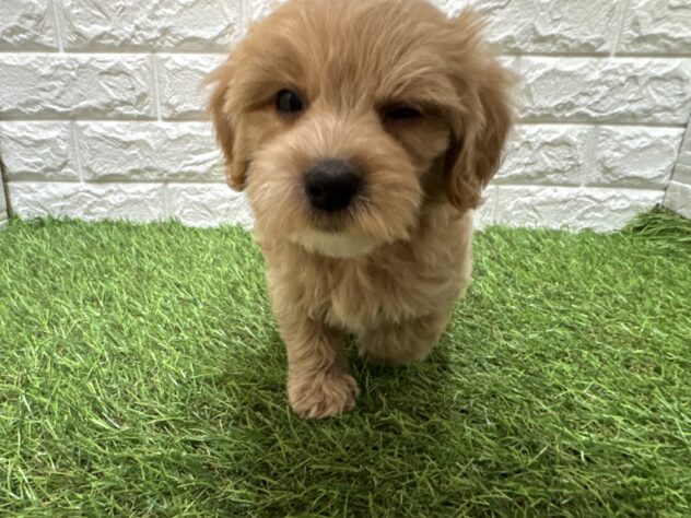 新潟県のハーフ犬・ミックス犬 (アミーゴ新潟小新店/2026年7月27日生まれ/男の子/アプリコット)の子犬の2枚目の画像