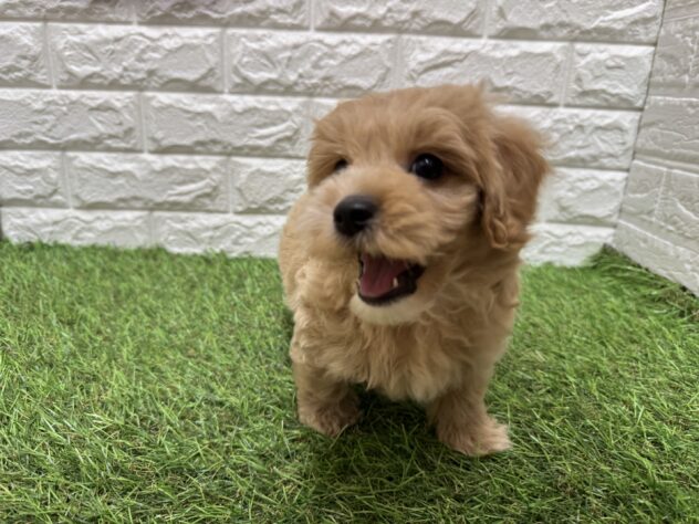 新潟県のハーフ犬・ミックス犬 (アミーゴ新潟小新店/2026年7月27日生まれ/男の子/アプリコット)の子犬の3枚目の画像