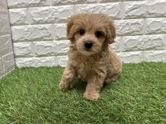 新潟県のハーフ犬・ミックス犬 (アミーゴ新潟小新店/2026年7月27日生まれ/男の子/アプリコット)の子犬の4枚目の画像