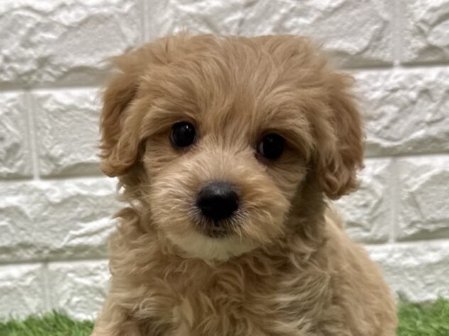 新潟県のハーフ犬・ミックス犬 (アミーゴ新潟小新店/2026年7月27日生まれ/男の子/アプリコット)の子犬の1枚目の画像
