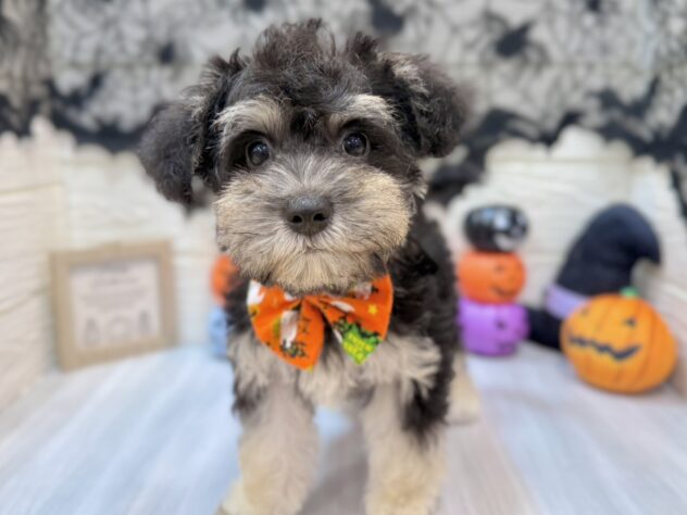 兵庫県のハーフ犬・ミックス犬 (ワンキャラット アミーゴ姫路飾磨店/2026年7月29日生まれ/女の子/ブラックタン)の子犬の2枚目の画像