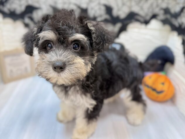 兵庫県のハーフ犬・ミックス犬 (ワンキャラット アミーゴ姫路飾磨店/2026年7月29日生まれ/女の子/ブラックタン)の子犬の3枚目の画像