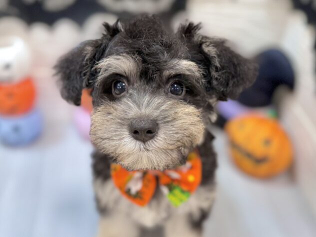 兵庫県のハーフ犬・ミックス犬 (ワンキャラット アミーゴ姫路飾磨店/2026年7月29日生まれ/女の子/ブラックタン)の子犬の1枚目の画像