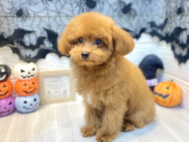 兵庫県のトイプードル(トイ) (ワンキャラット アミーゴ姫路飾磨店/2026年7月10日生まれ/男の子/レッドフォーン)の子犬の3枚目の画像