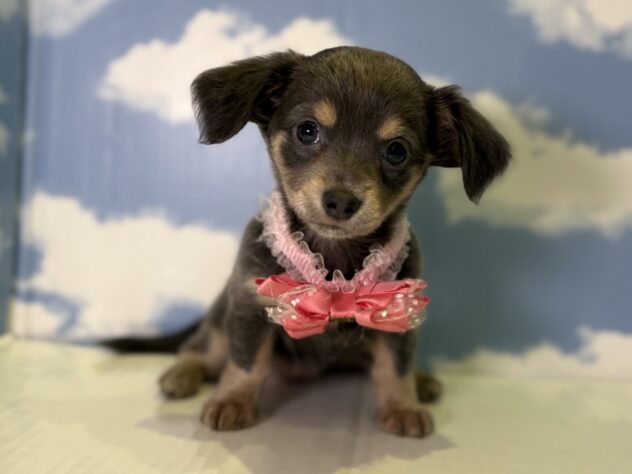 山形県のハーフ犬・ミックス犬 (アミーゴ山形北店/2026年8月19日生まれ/女の子/ブルータン)の子犬